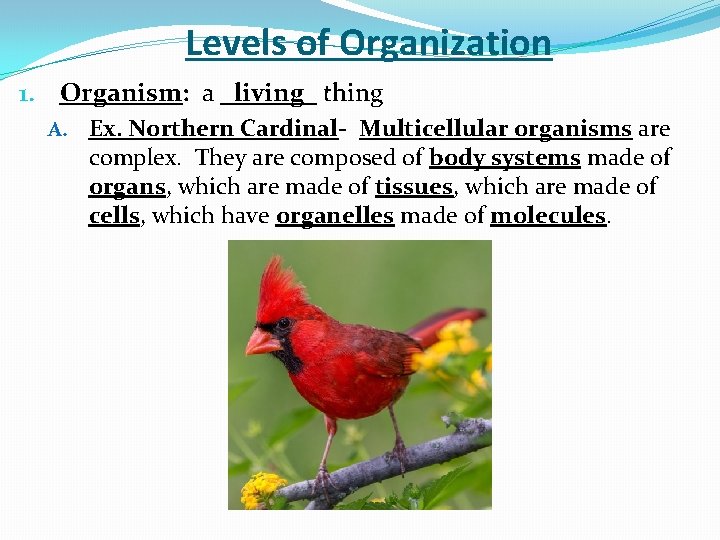 Levels of Organization 1. Organism: a _living_ thing A. Ex. Northern Cardinal- Multicellular organisms