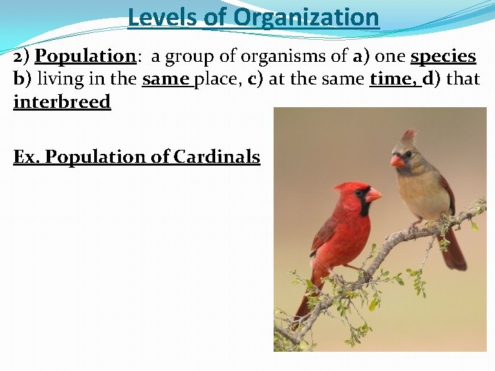 Levels of Organization 2) Population: a group of organisms of a) one species b)
