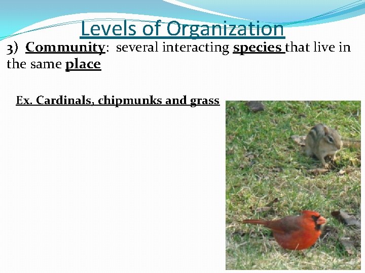 Levels of Organization 3) Community: several interacting species that live in the same place