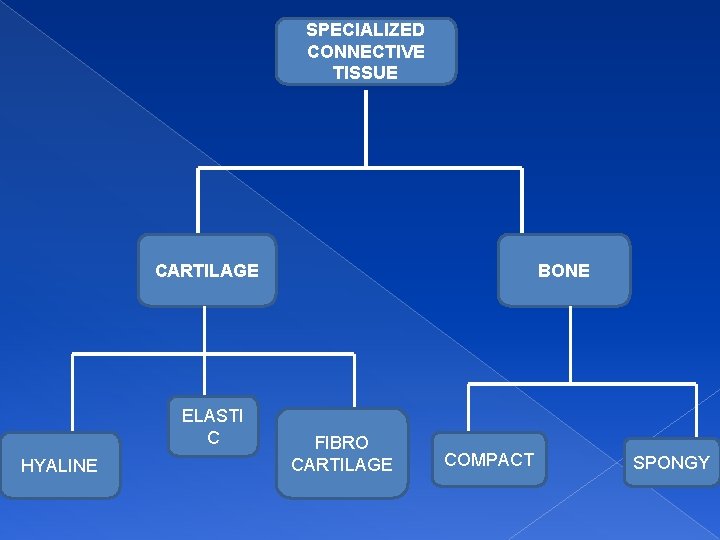 SPECIALIZED CONNECTIVE TISSUE CARTILAGE ELASTI C HYALINE BONE FIBRO CARTILAGE COMPACT SPONGY 