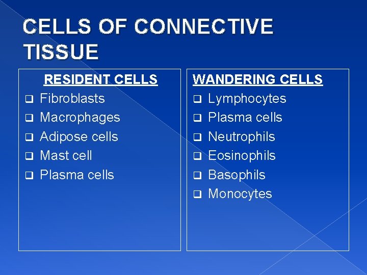 CELLS OF CONNECTIVE TISSUE q q q RESIDENT CELLS Fibroblasts Macrophages Adipose cells Mast