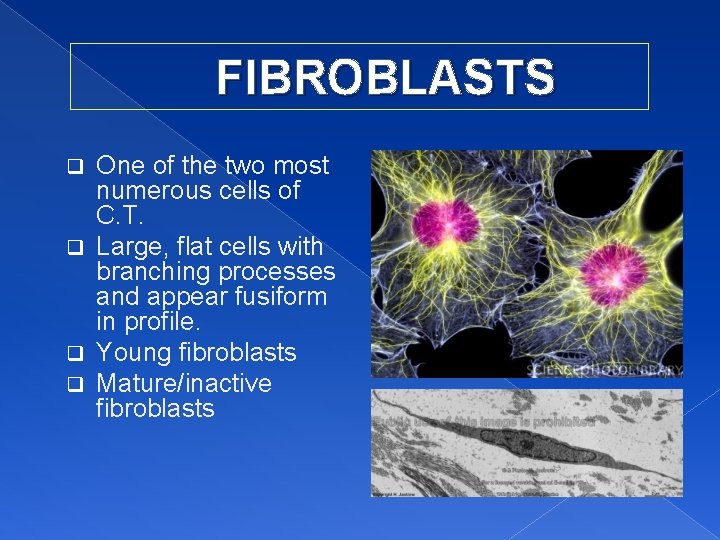 FIBROBLASTS One of the two most numerous cells of C. T. q Large, flat