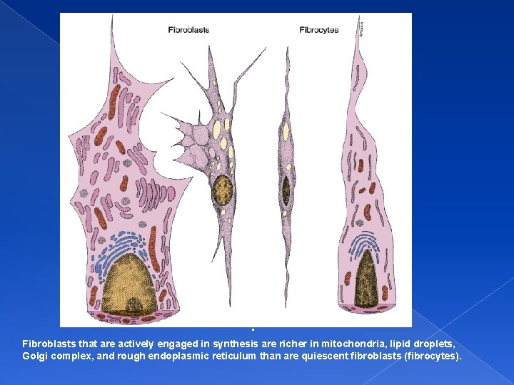  • Fibroblasts that are actively engaged in synthesis are richer in mitochondria, lipid