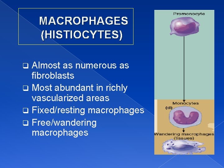 MACROPHAGES (HISTIOCYTES) Almost as numerous as fibroblasts q Most abundant in richly vascularized areas