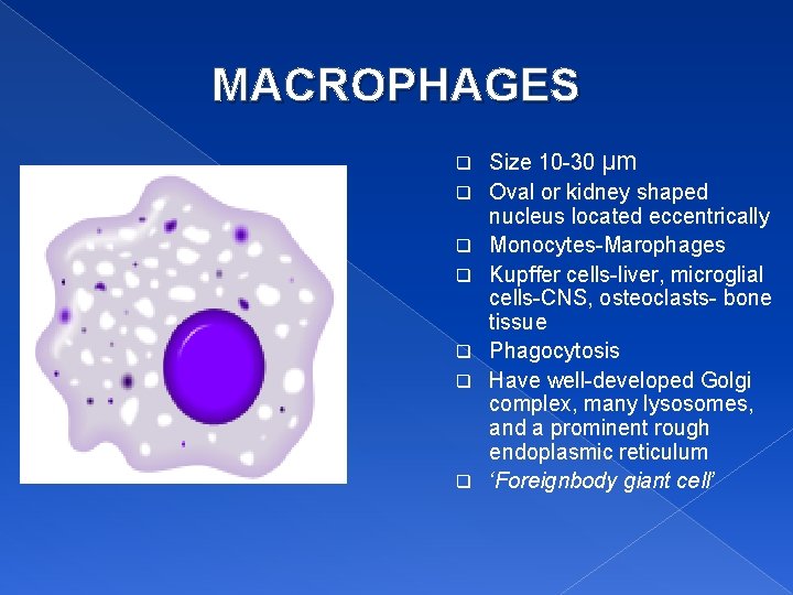 MACROPHAGES q q q q Size 10 -30 µm Oval or kidney shaped nucleus