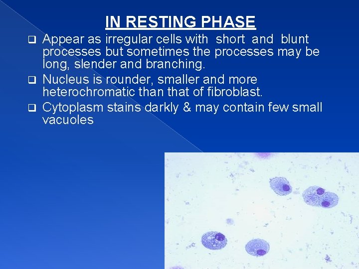 IN RESTING PHASE Appear as irregular cells with short and blunt processes but sometimes