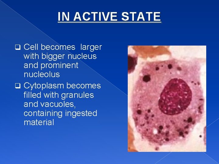 IN ACTIVE STATE Cell becomes larger with bigger nucleus and prominent nucleolus q Cytoplasm