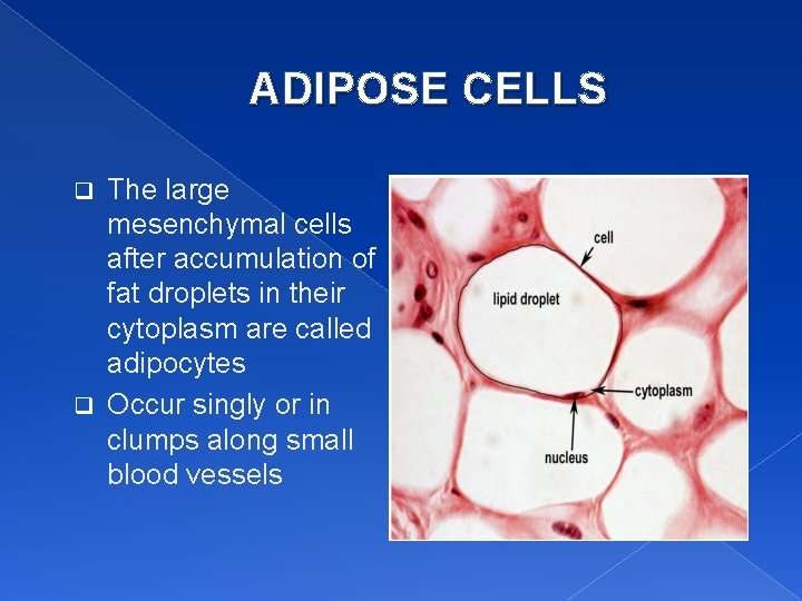 ADIPOSE CELLS The large mesenchymal cells after accumulation of fat droplets in their cytoplasm