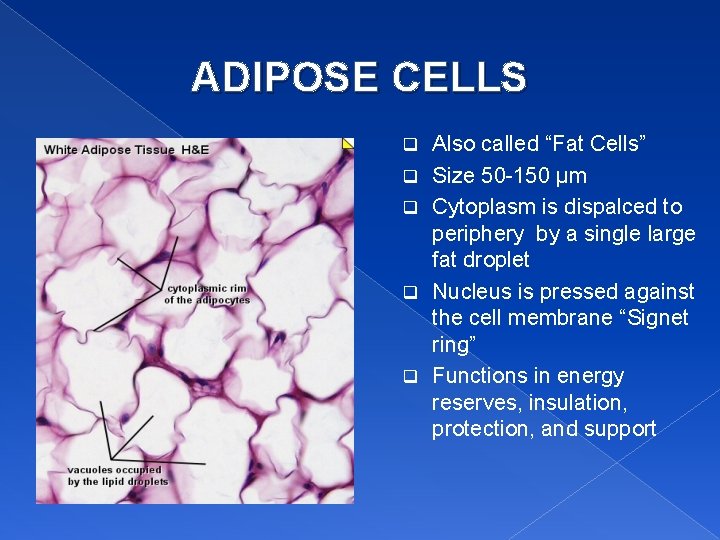 ADIPOSE CELLS q q q Also called “Fat Cells” Size 50 -150 µm Cytoplasm