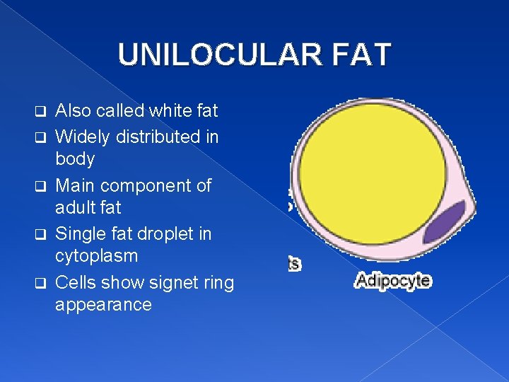 UNILOCULAR FAT q q q Also called white fat Widely distributed in body Main