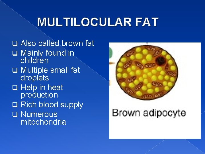 MULTILOCULAR FAT q q q Also called brown fat Mainly found in children Multiple