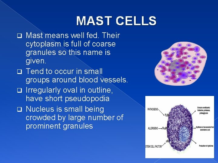MAST CELLS Mast means well fed. Their cytoplasm is full of coarse granules so