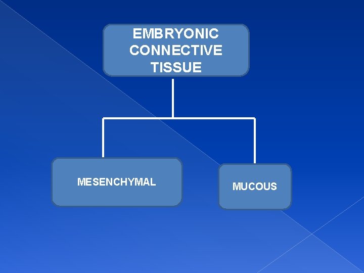 EMBRYONIC CONNECTIVE TISSUE MESENCHYMAL MUCOUS 