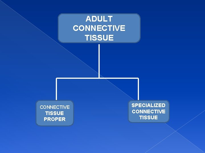 ADULT CONNECTIVE TISSUE PROPER SPECIALIZED CONNECTIVE TISSUE 