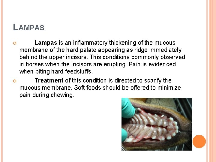 LAMPAS Lampas is an inflammatory thickening of the mucous membrane of the hard palate LAMPAS Lampas is an inflammatory thickening of the mucous membrane of the hard palate