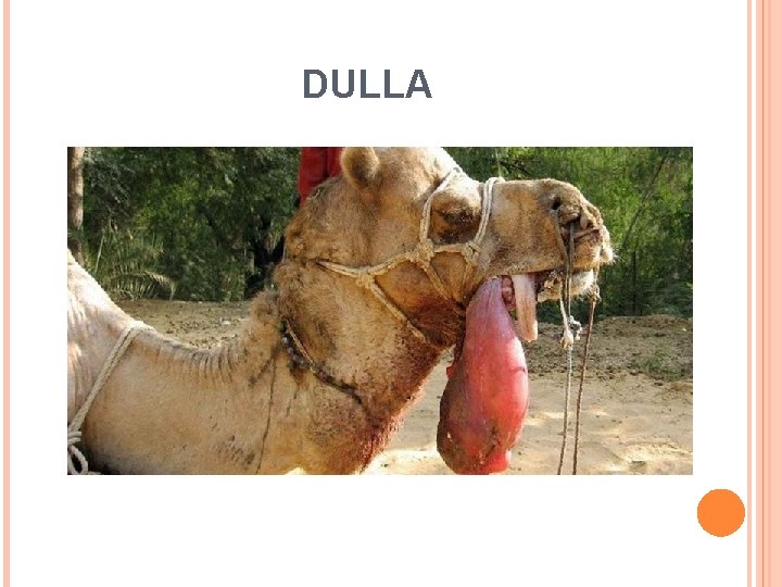 DULLA DULLA