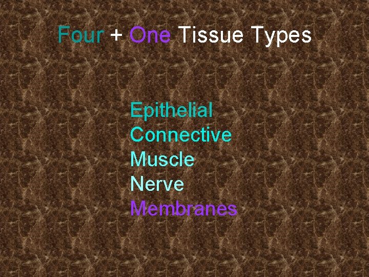 Four + One Tissue Types Epithelial Connective Muscle Nerve Membranes 