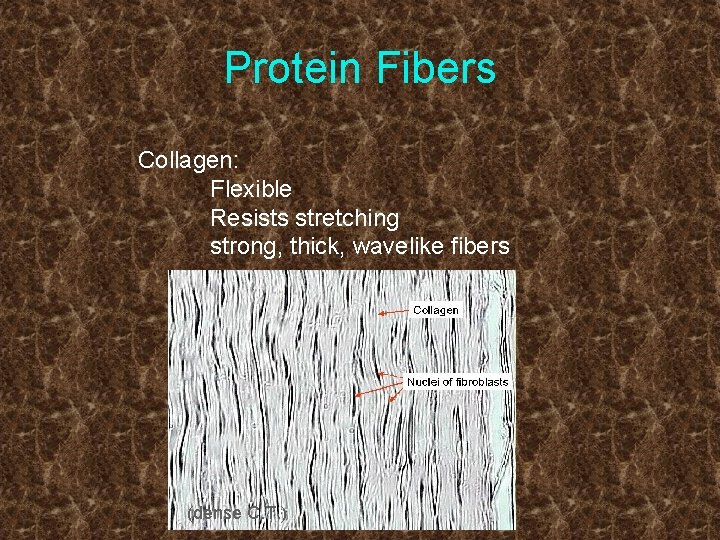 Protein Fibers Collagen: Flexible Resists stretching strong, thick, wavelike fibers (dense C. T. )