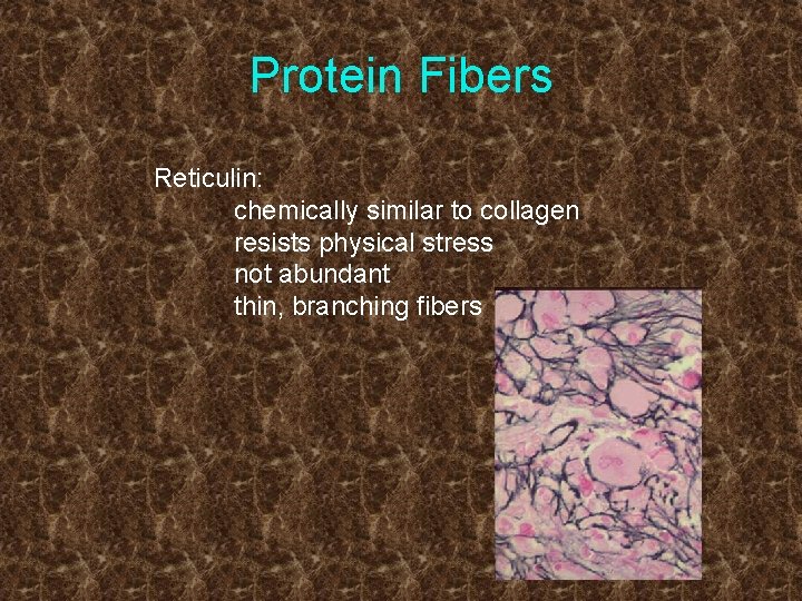 Protein Fibers Reticulin: chemically similar to collagen resists physical stress not abundant thin, branching