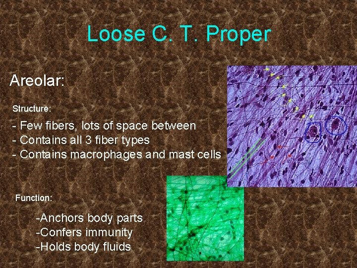 Loose C. T. Proper Areolar: Structure: - Few fibers, lots of space between -
