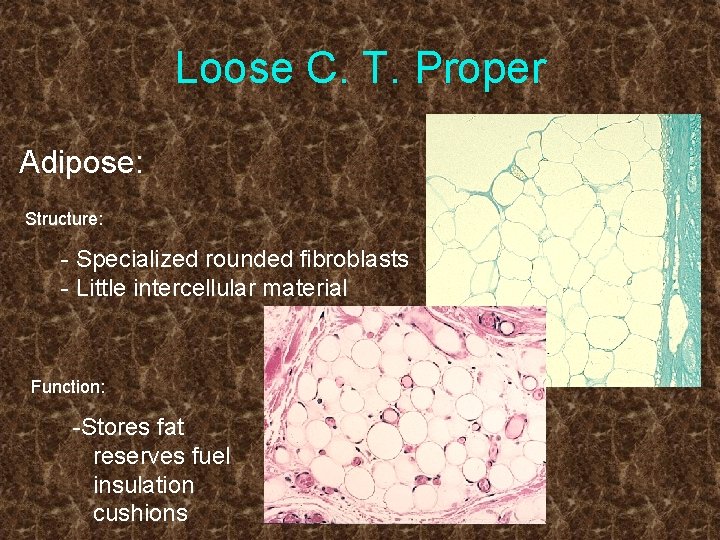 Loose C. T. Proper Adipose: Structure: - Specialized rounded fibroblasts - Little intercellular material