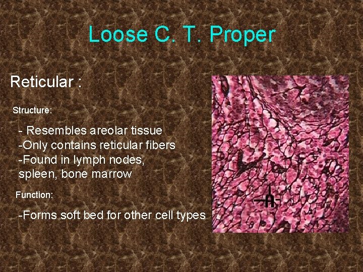 Loose C. T. Proper Reticular : Structure: - Resembles areolar tissue -Only contains reticular