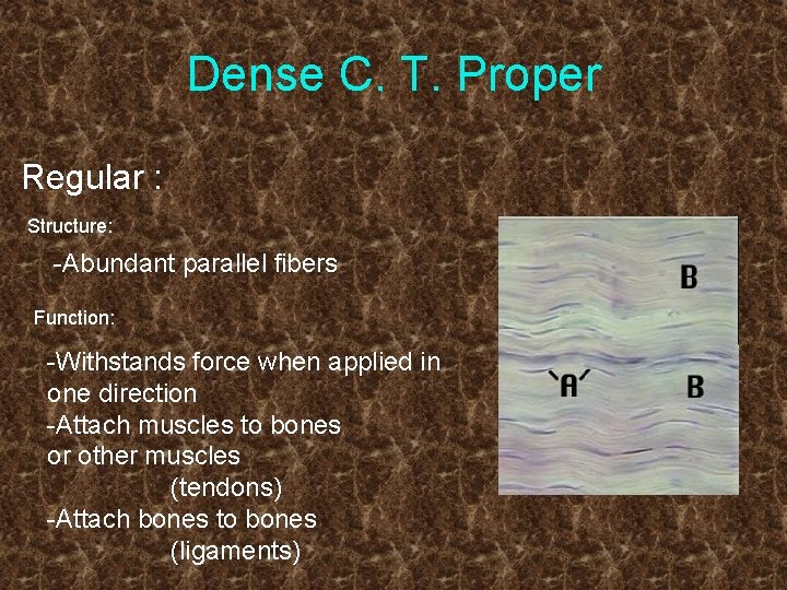 Dense C. T. Proper Regular : Structure: -Abundant parallel fibers Function: -Withstands force when