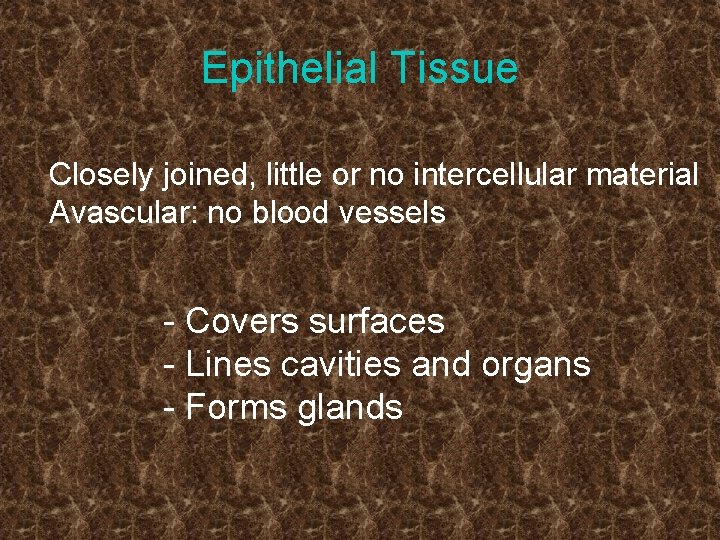 Epithelial Tissue Closely joined, little or no intercellular material Avascular: no blood vessels -