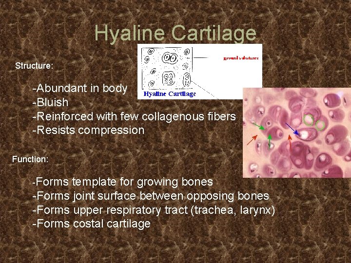 Hyaline Cartilage Structure: -Abundant in body -Bluish -Reinforced with few collagenous fibers -Resists compression