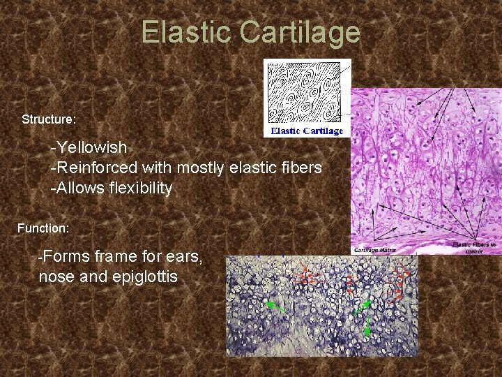 Elastic Cartilage Structure: -Yellowish -Reinforced with mostly elastic fibers -Allows flexibility Function: -Forms frame