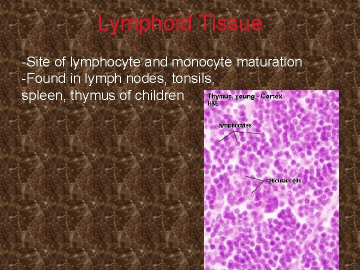 Lymphoid Tissue -Site of lymphocyte and monocyte maturation -Found in lymph nodes, tonsils, spleen,