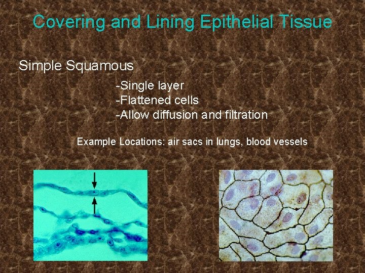 Covering and Lining Epithelial Tissue Simple Squamous -Single layer -Flattened cells -Allow diffusion and