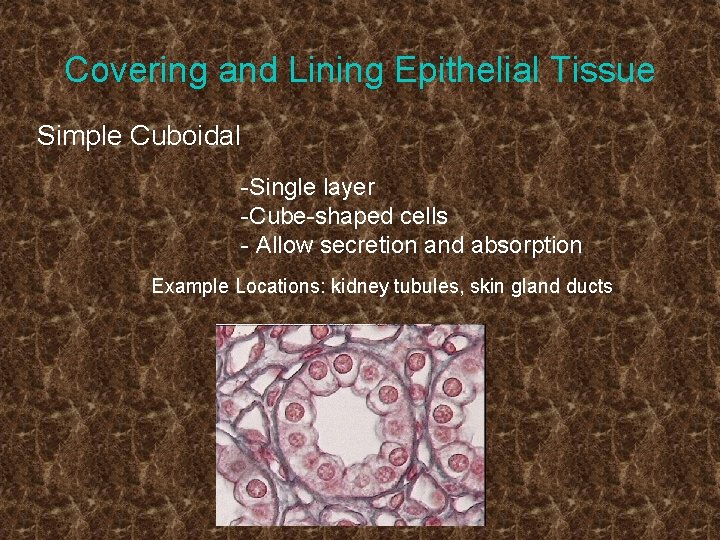 Covering and Lining Epithelial Tissue Simple Cuboidal -Single layer -Cube-shaped cells - Allow secretion