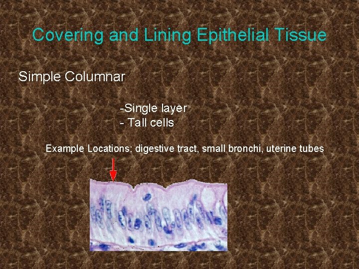 Covering and Lining Epithelial Tissue Simple Columnar -Single layer - Tall cells Example Locations: