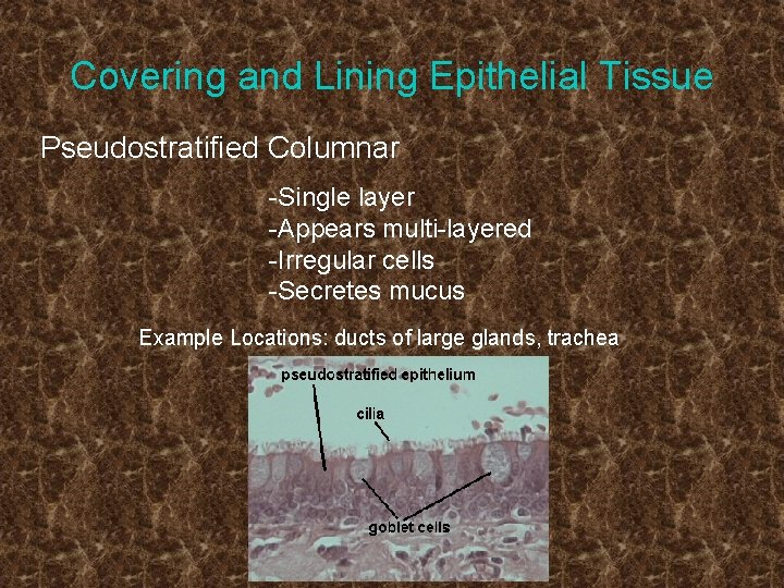 Covering and Lining Epithelial Tissue Pseudostratified Columnar -Single layer -Appears multi-layered -Irregular cells -Secretes