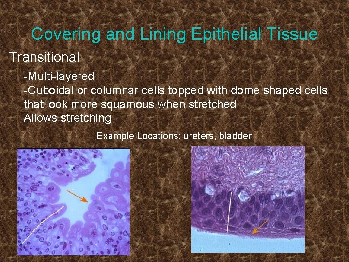 Covering and Lining Epithelial Tissue Transitional -Multi-layered -Cuboidal or columnar cells topped with dome