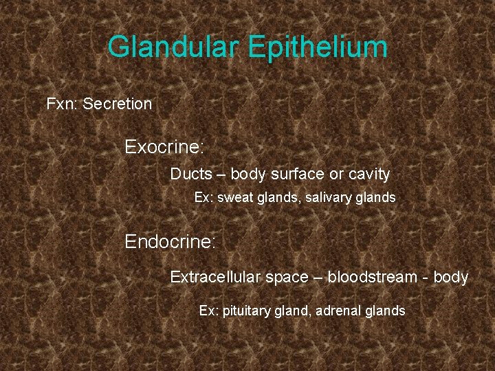 Glandular Epithelium Fxn: Secretion Exocrine: Ducts – body surface or cavity Ex: sweat glands,