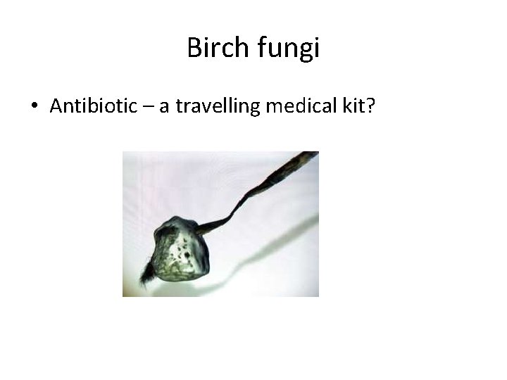 Birch fungi • Antibiotic – a travelling medical kit? 