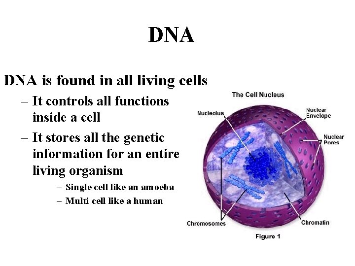 DNA is found in all living cells – It controls all functions inside a