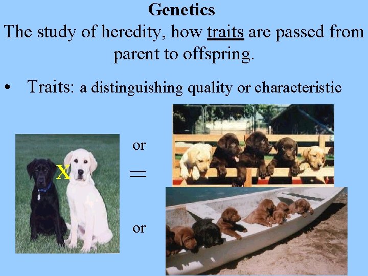 Genetics The study of heredity, how traits are passed from parent to offspring. •