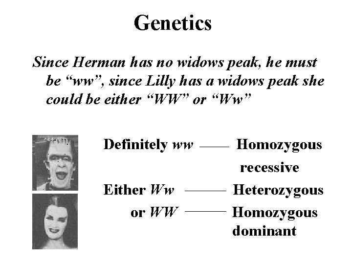 Genetics Since Herman has no widows peak, he must be “ww”, since Lilly has