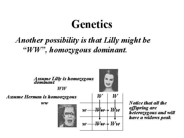 Genetics Another possibility is that Lilly might be “WW”, homozygous dominant. Assume Lilly is