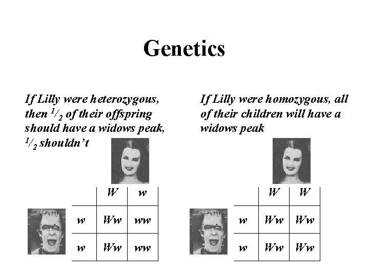 Genetics If Lilly were heterozygous, then 1/2 of their offspring should have a widows