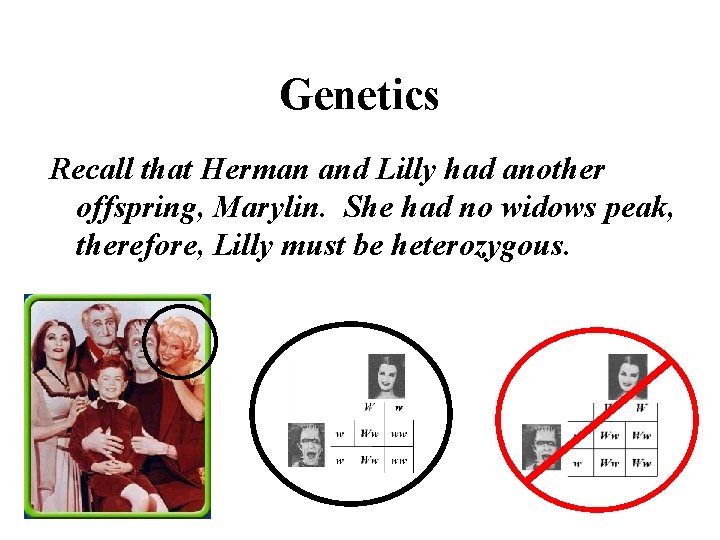Genetics Recall that Herman and Lilly had another offspring, Marylin. She had no widows