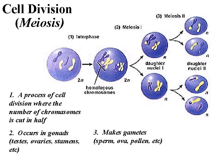 Cell Division (Meiosis) 1. A process of cell division where the number of chromasomes