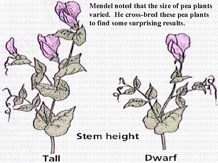 Mendel noted that the size of pea plants varied. He cross-bred these pea plants