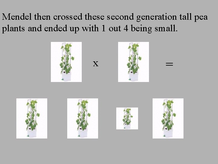 Mendel then crossed these second generation tall pea plants and ended up with 1