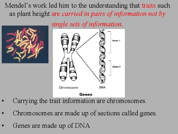 Mendel’s work led him to the understanding that traits such as plant height are