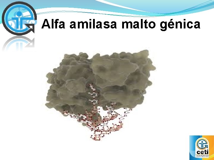 Alfa amilasa malto génica 