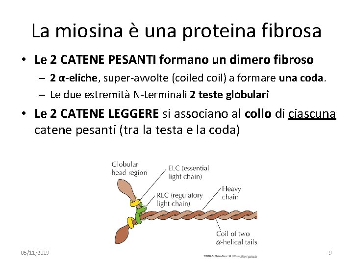 La miosina è una proteina fibrosa • Le 2 CATENE PESANTI formano un dimero